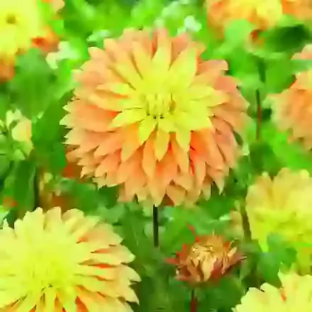 Blushing Lady